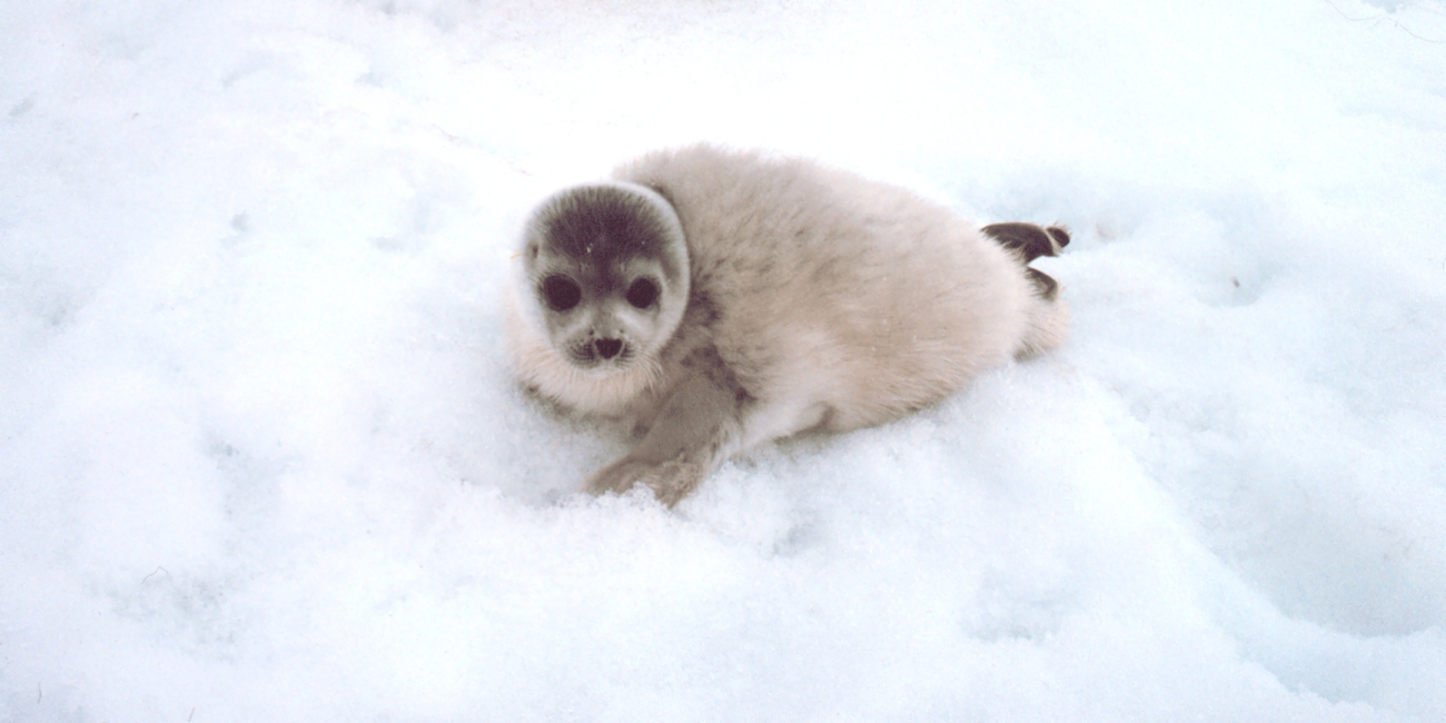 Spotted seal  pup - Phoca largha