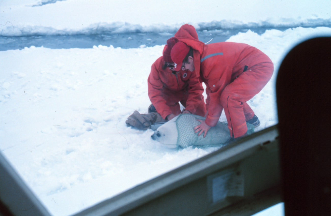 Tagging a spotted seal pup - Phoca largha