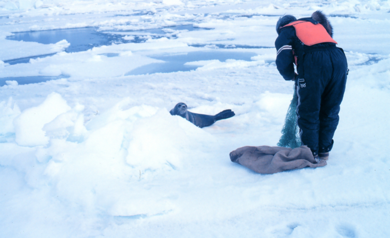 Getting ready to tag a ribbon seal - Phoca fasciata