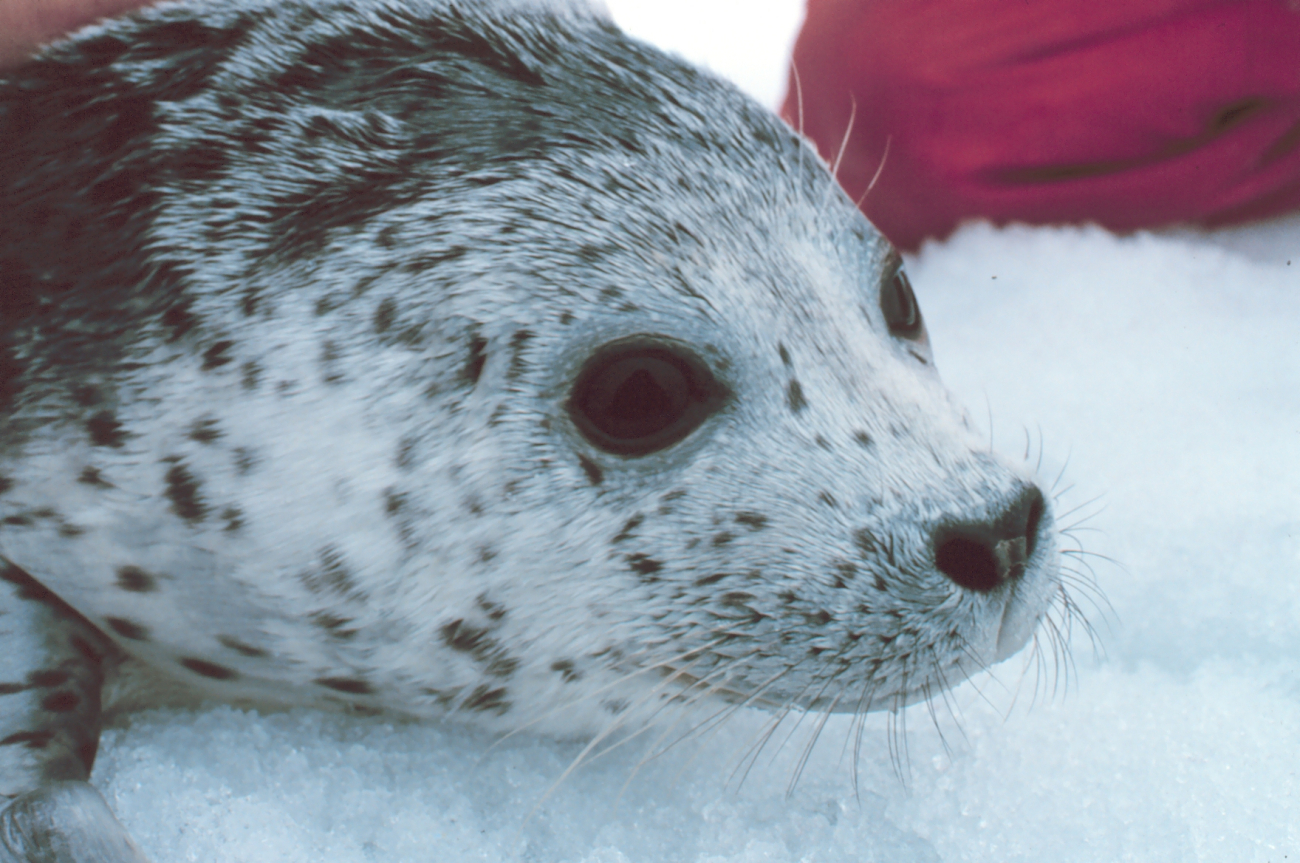 Tagging a spotted seal - Phoca largha
