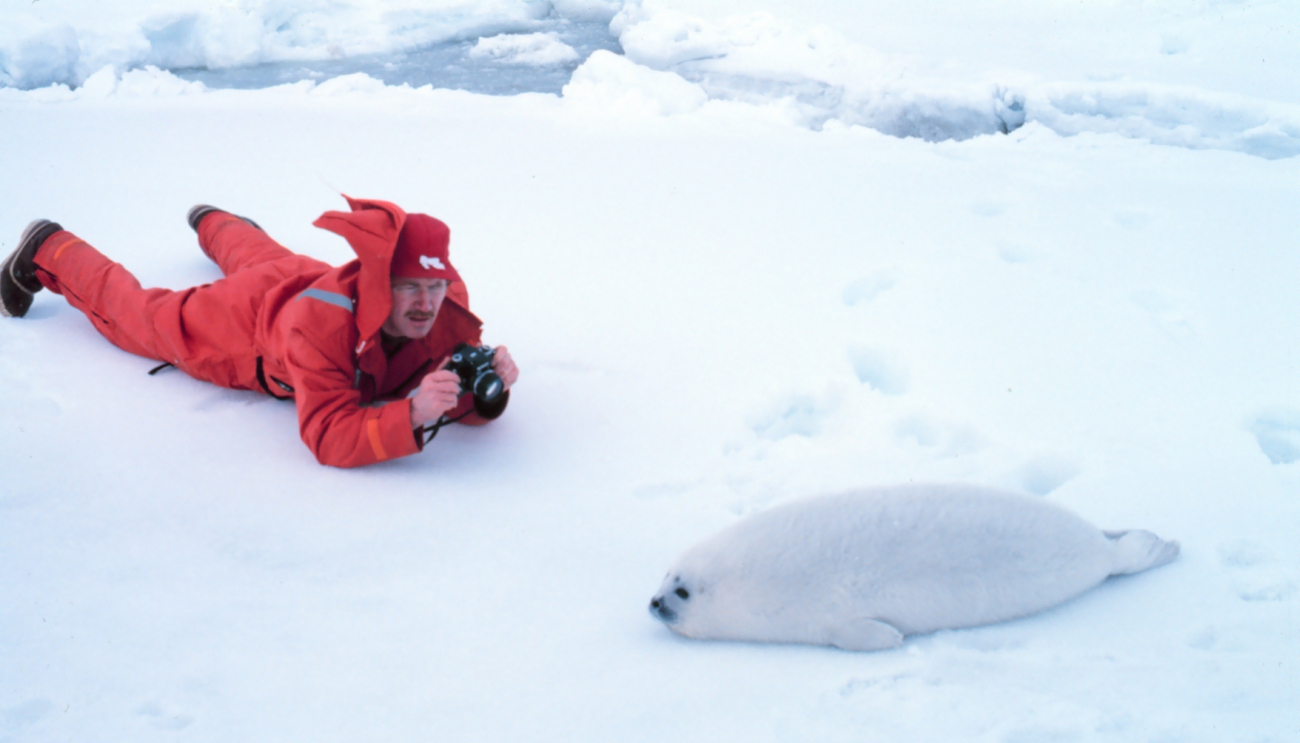 A photograph of a photographer - John Burns of the Alaska Department of Fish andGame with a ribbon seal pup - Phoca fasciata