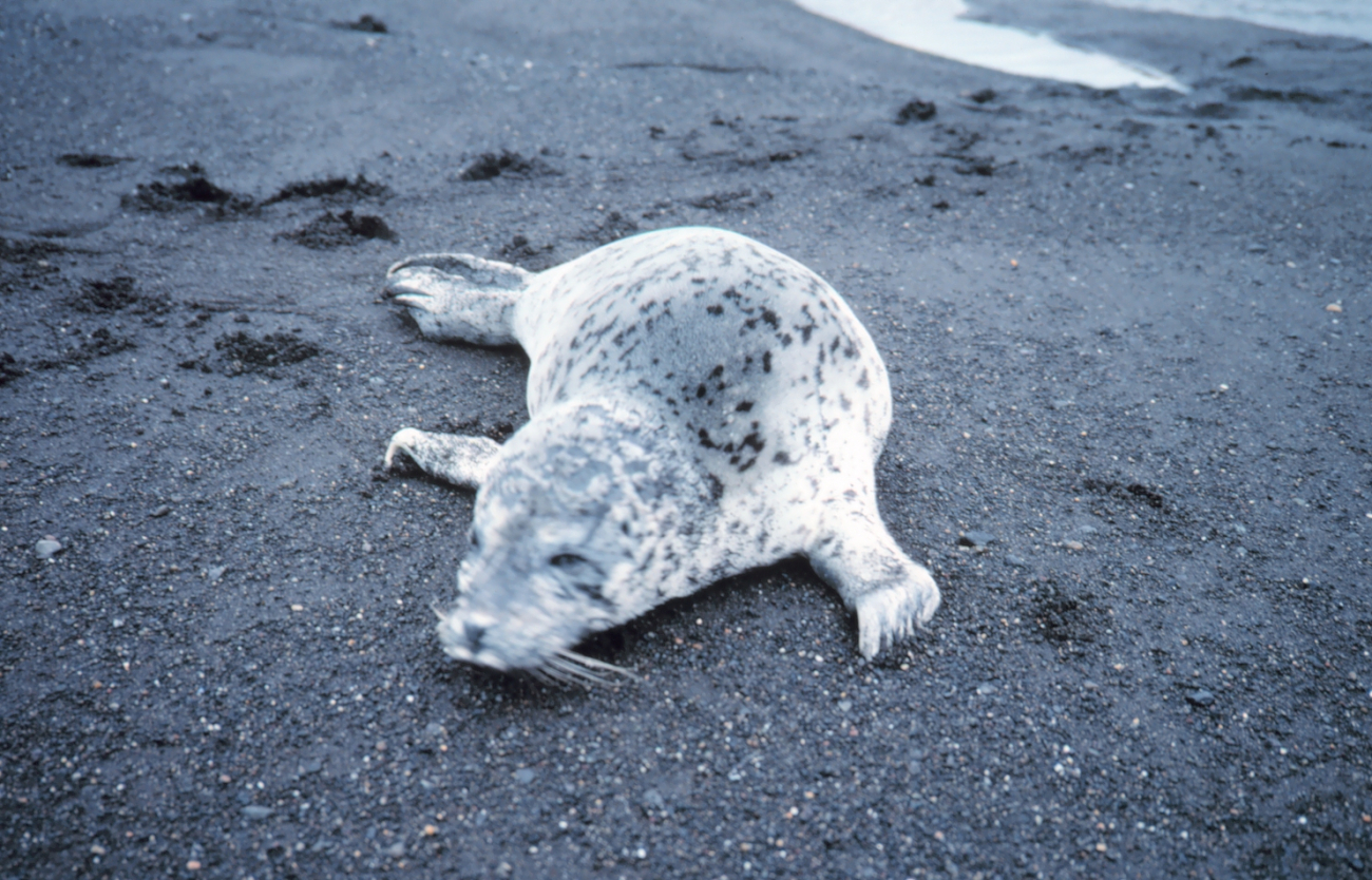 Spotted seal (Phoca largha) on a black sand beach