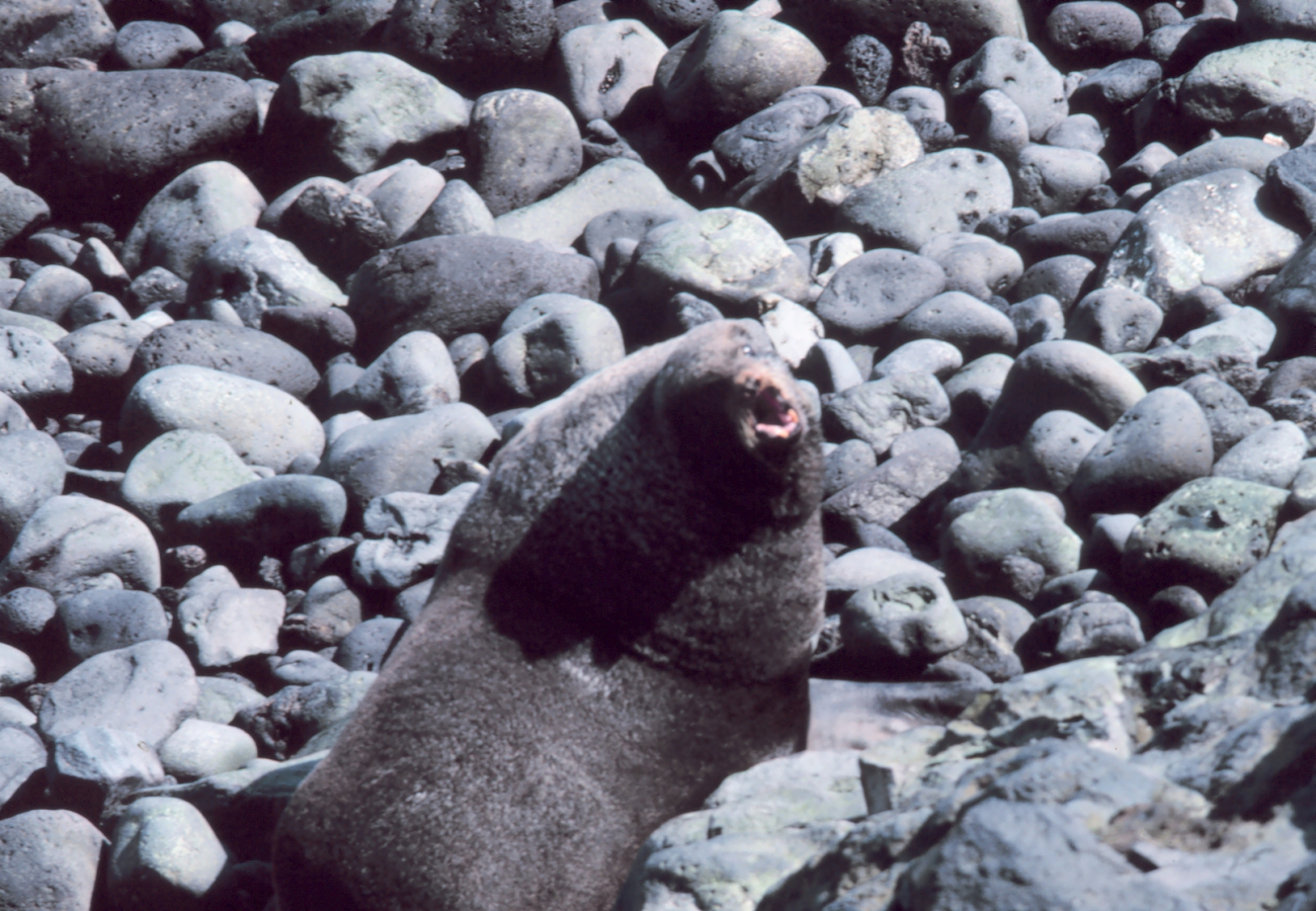 Northern fur seal - Callorhinus ursinus
