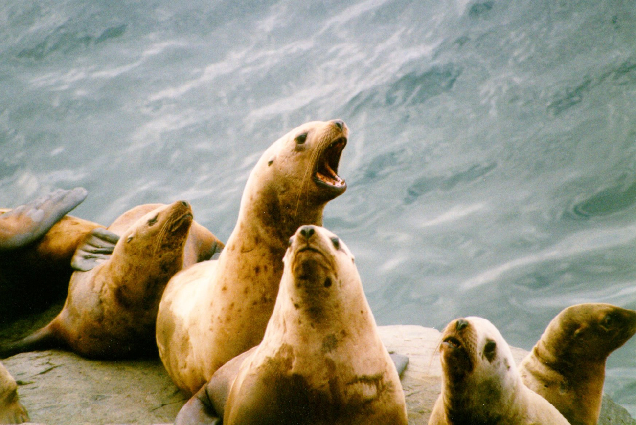 Endangered Steller sea lion