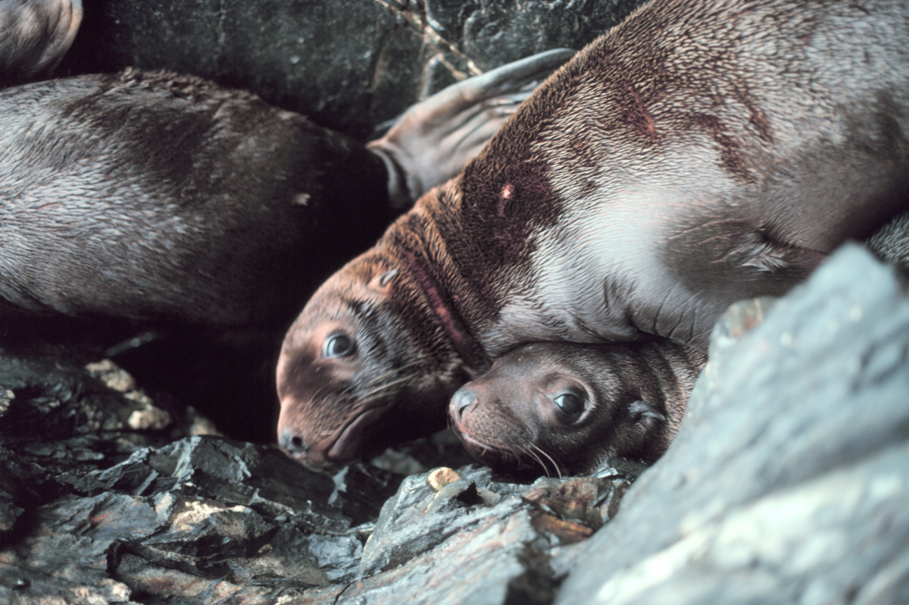 Steller sea lion - Eumetopias jubatus