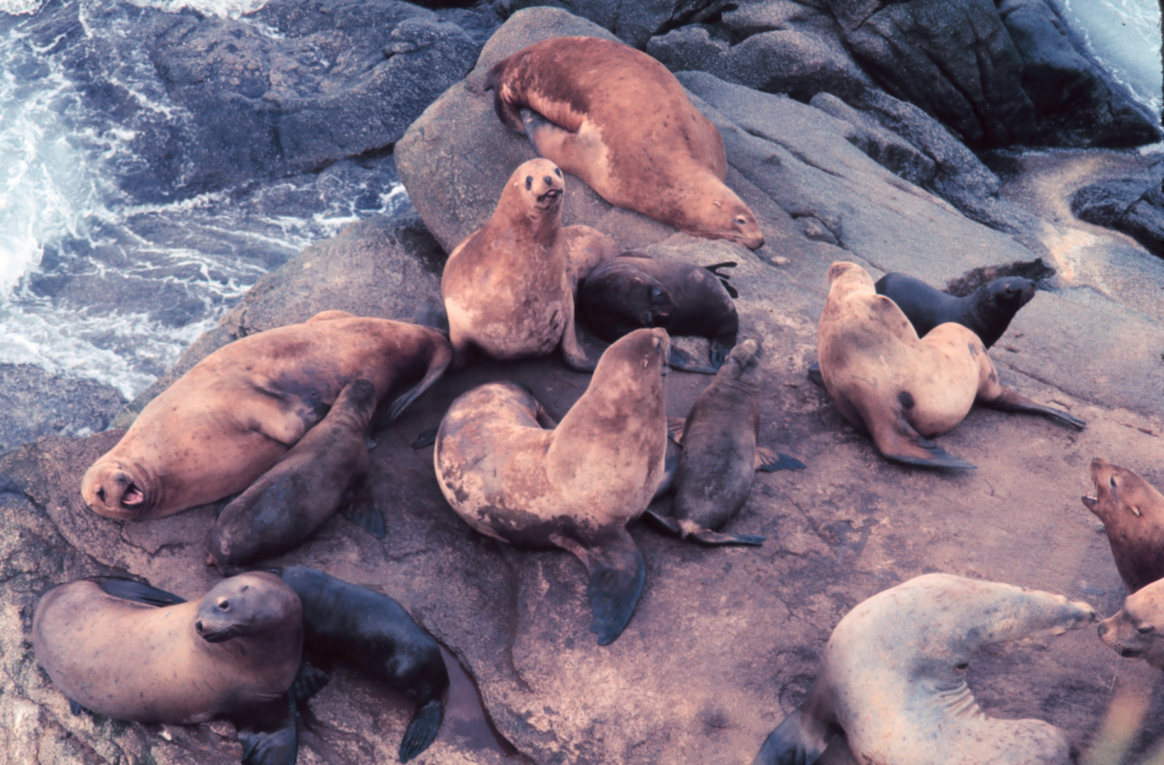 Steller sea lion - Eumetopias jubatus