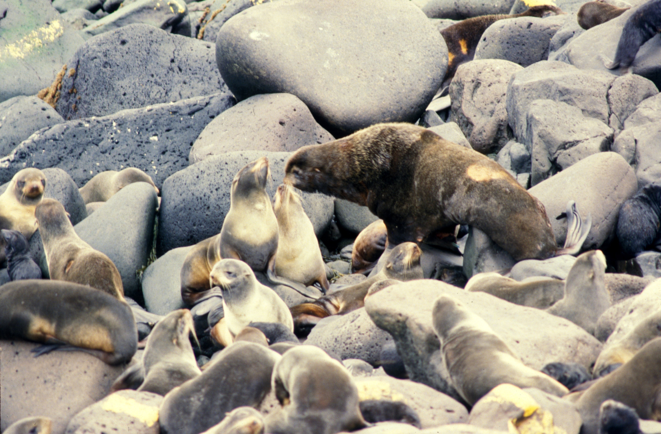Bull fur seal with cows