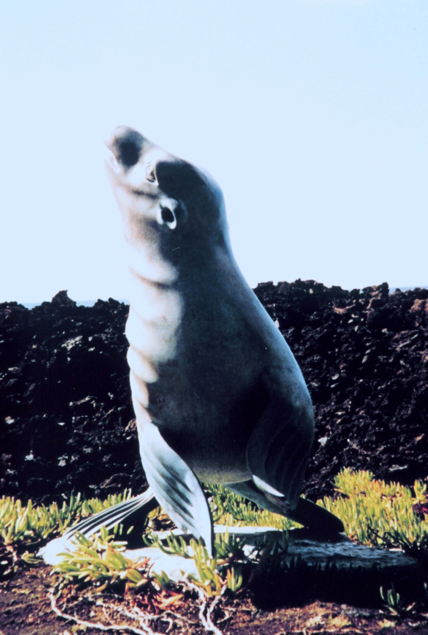 Statue of Hawaiian monk seal - Monachus schauinslandi