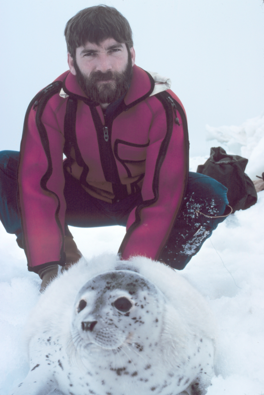 Helicopter pilot Budd Christman assisting with tagging ofspotted seal pup