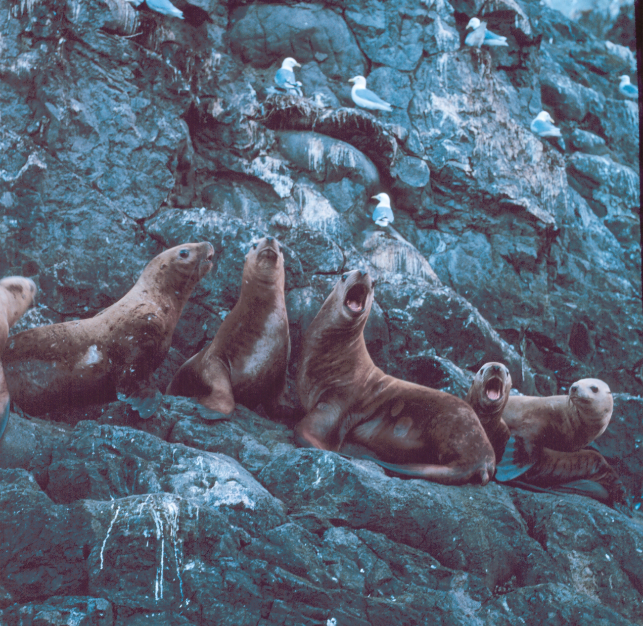 A vociferous group of Steller sea lions - Eumetopias jubatus