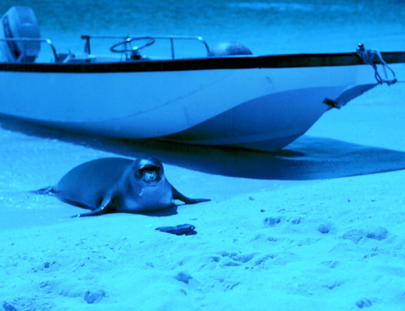 Monk seal hauling out next to boat from NOAA Ship TOWNSEND CROMWELL