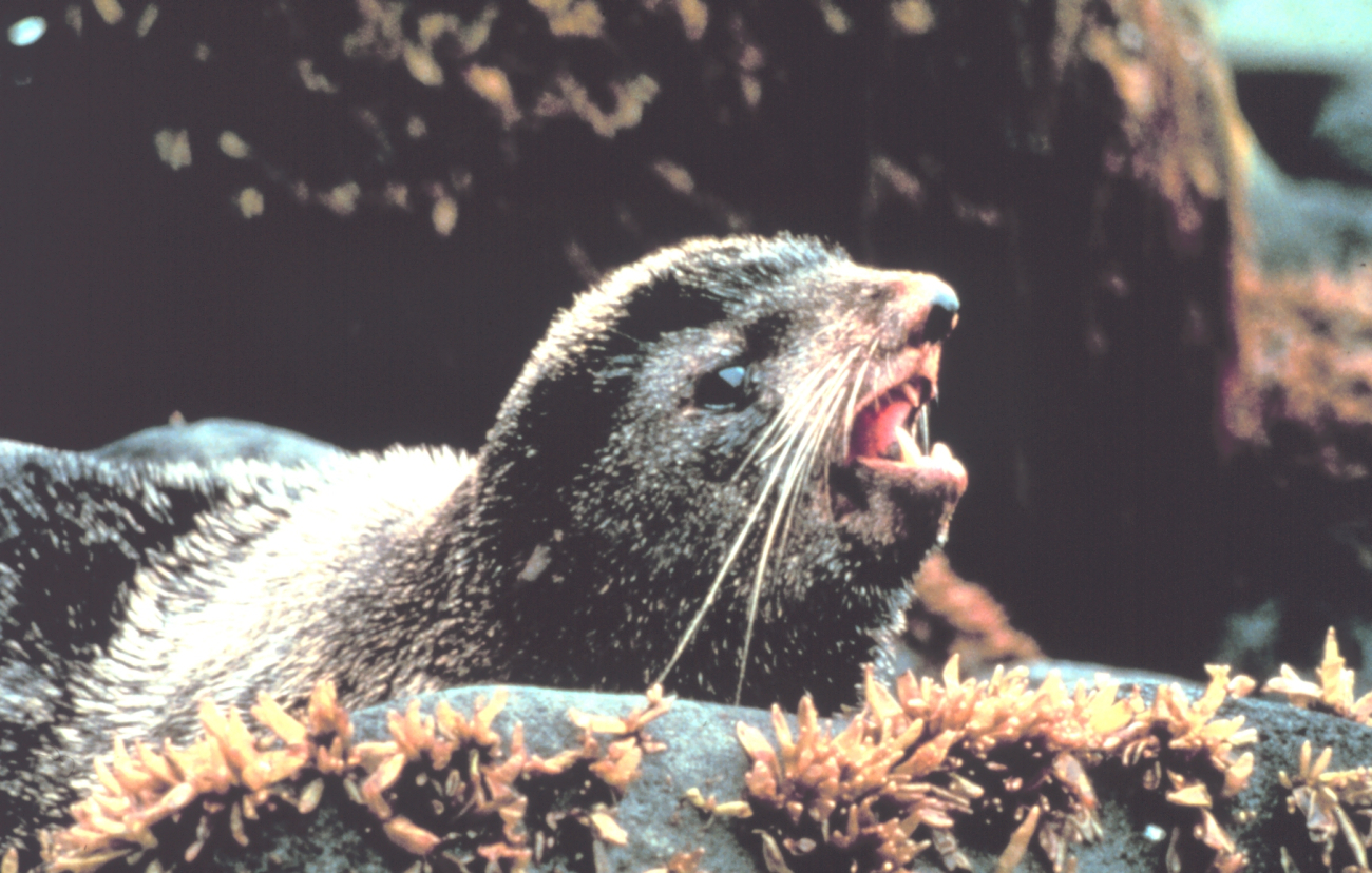 An Alaska fur seal - Callorhinus ursinus - in the rocky intertidalarea of a Bering Sea Island