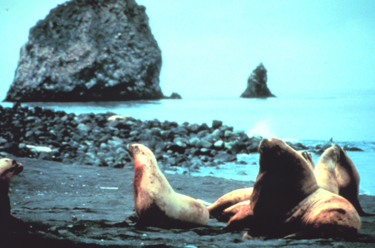 A large bull sea lion guarding his harem on an Alaska beach