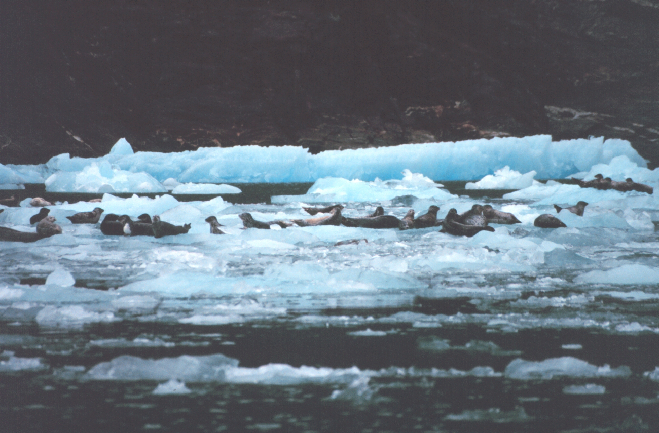 Harbor seals on small ice bergs in Southeast Alaskan waters