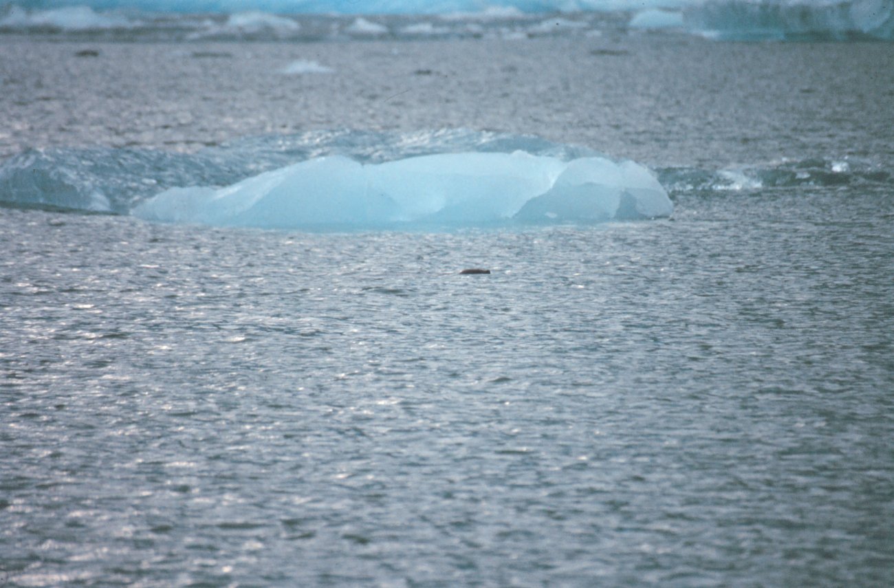 A lone seal's head is seen as he cruises among the small ice bergs of Tracy Arm