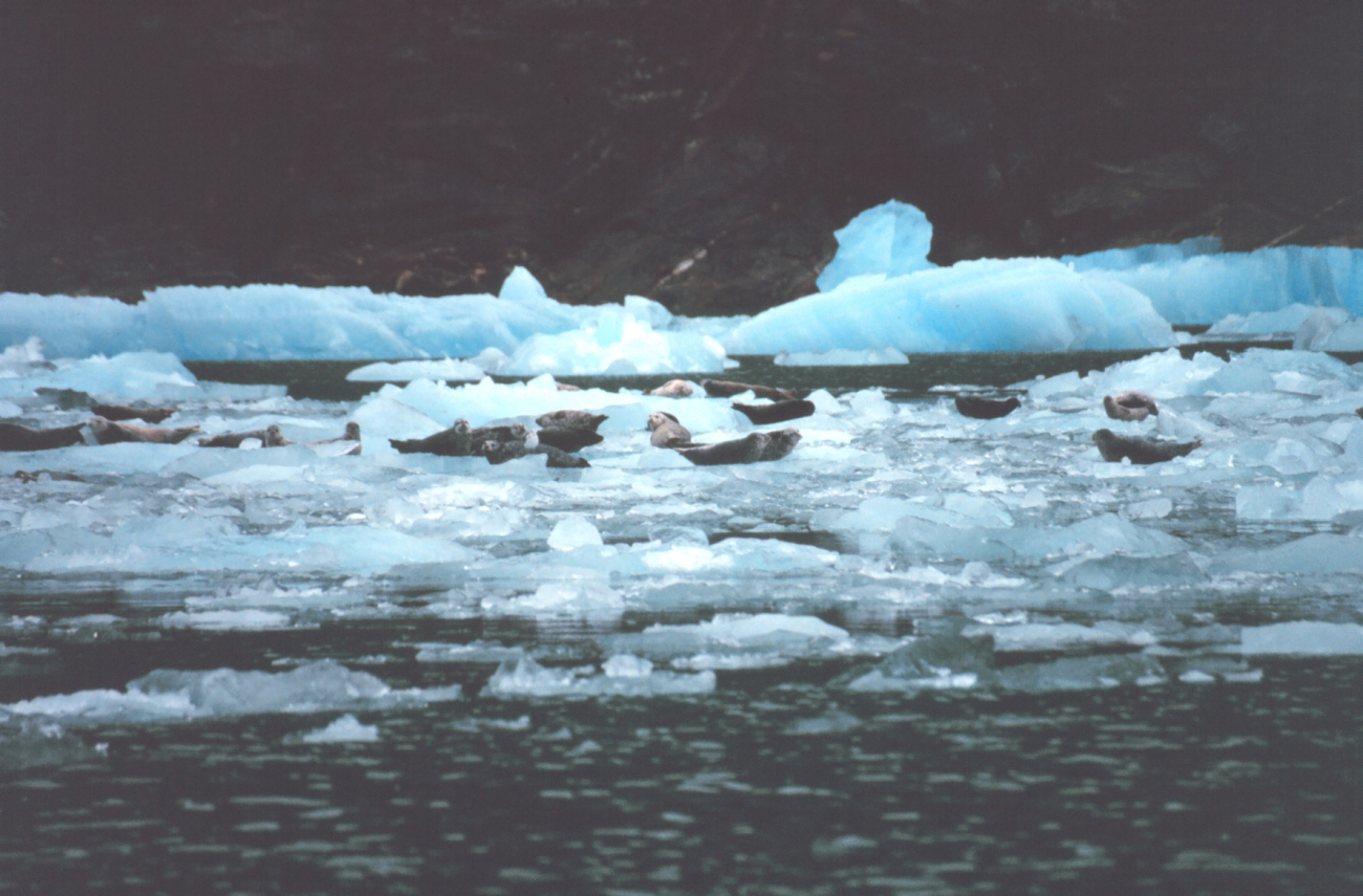 Harbor seals on small ice bergs in Southeast Alaskan waters