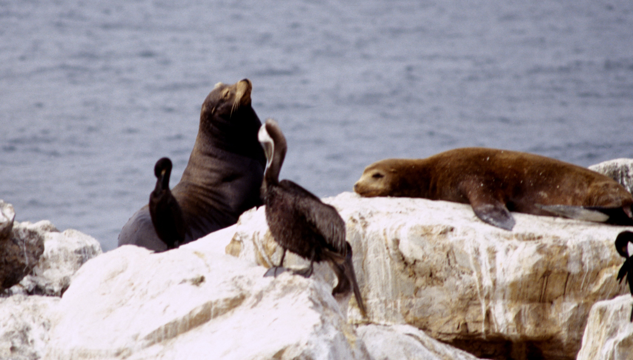 Steller sea lions on a rock