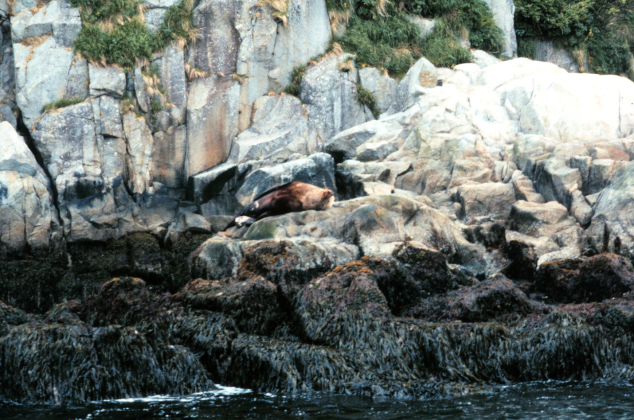 A steller sea lion lollygagging about on a warm Alaskan day