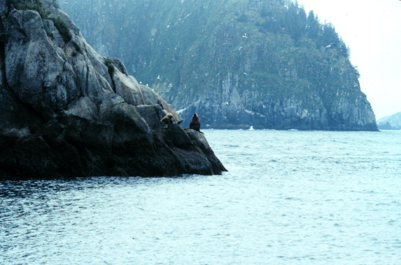 Steller sea lions on a rocky perch