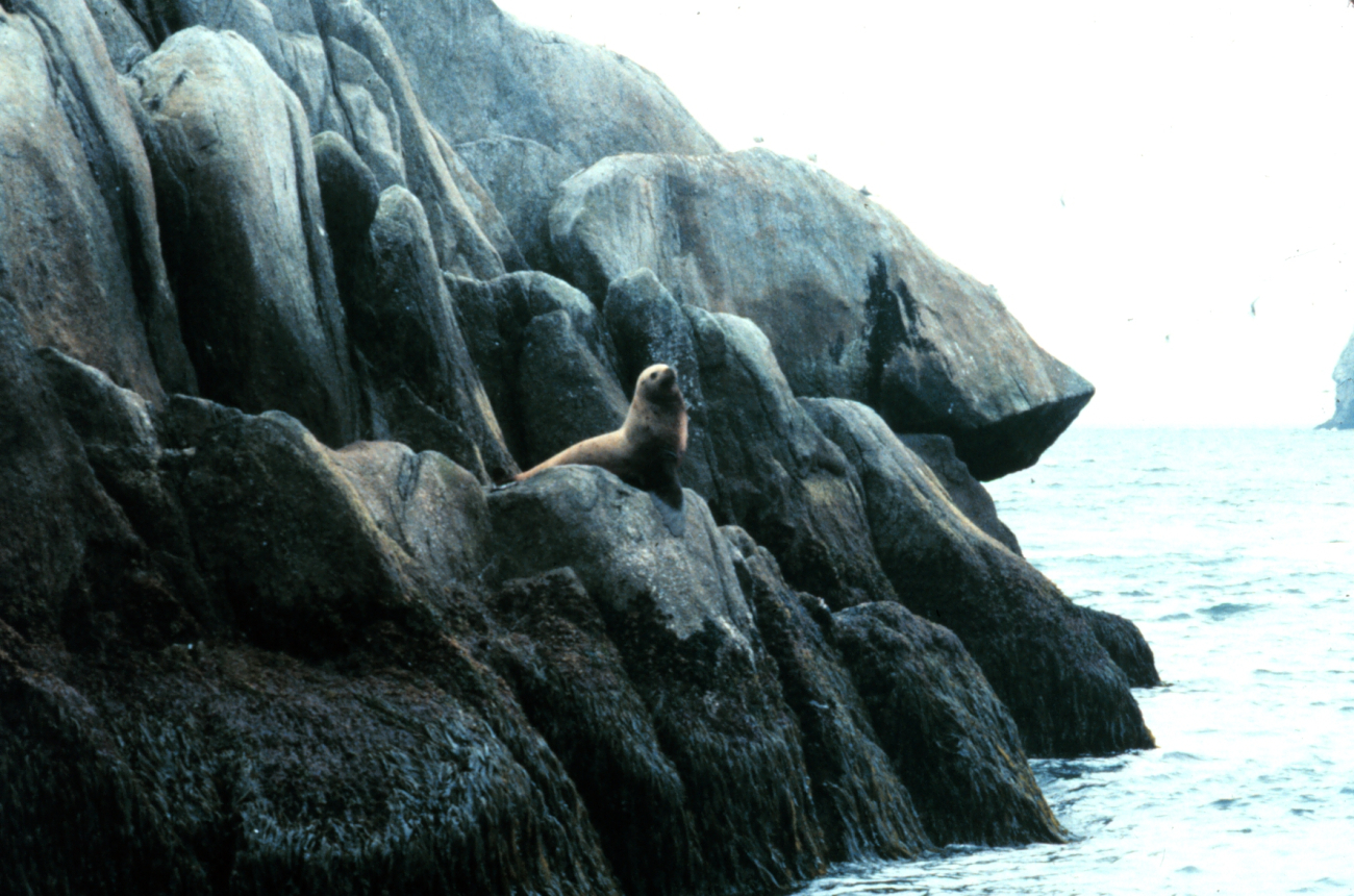 Steller sea lion on a rocky perch