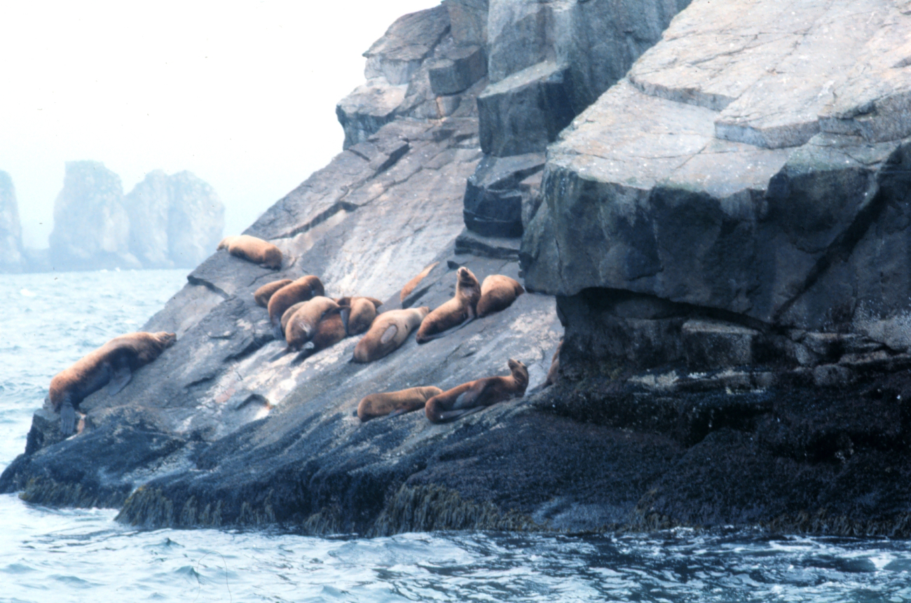 A large bull sea lion with his harem