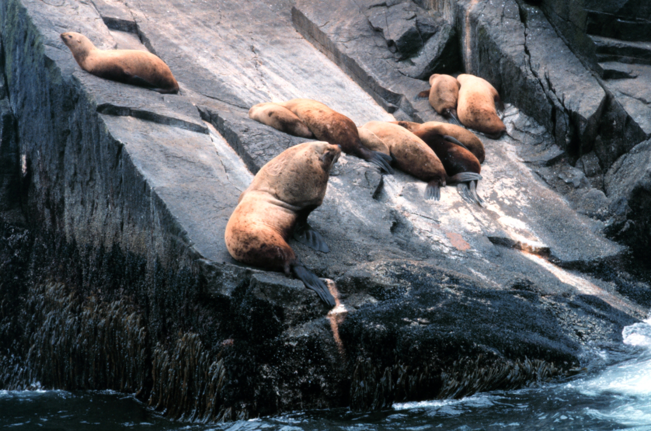 A large bull sea lion stands guard over his harem