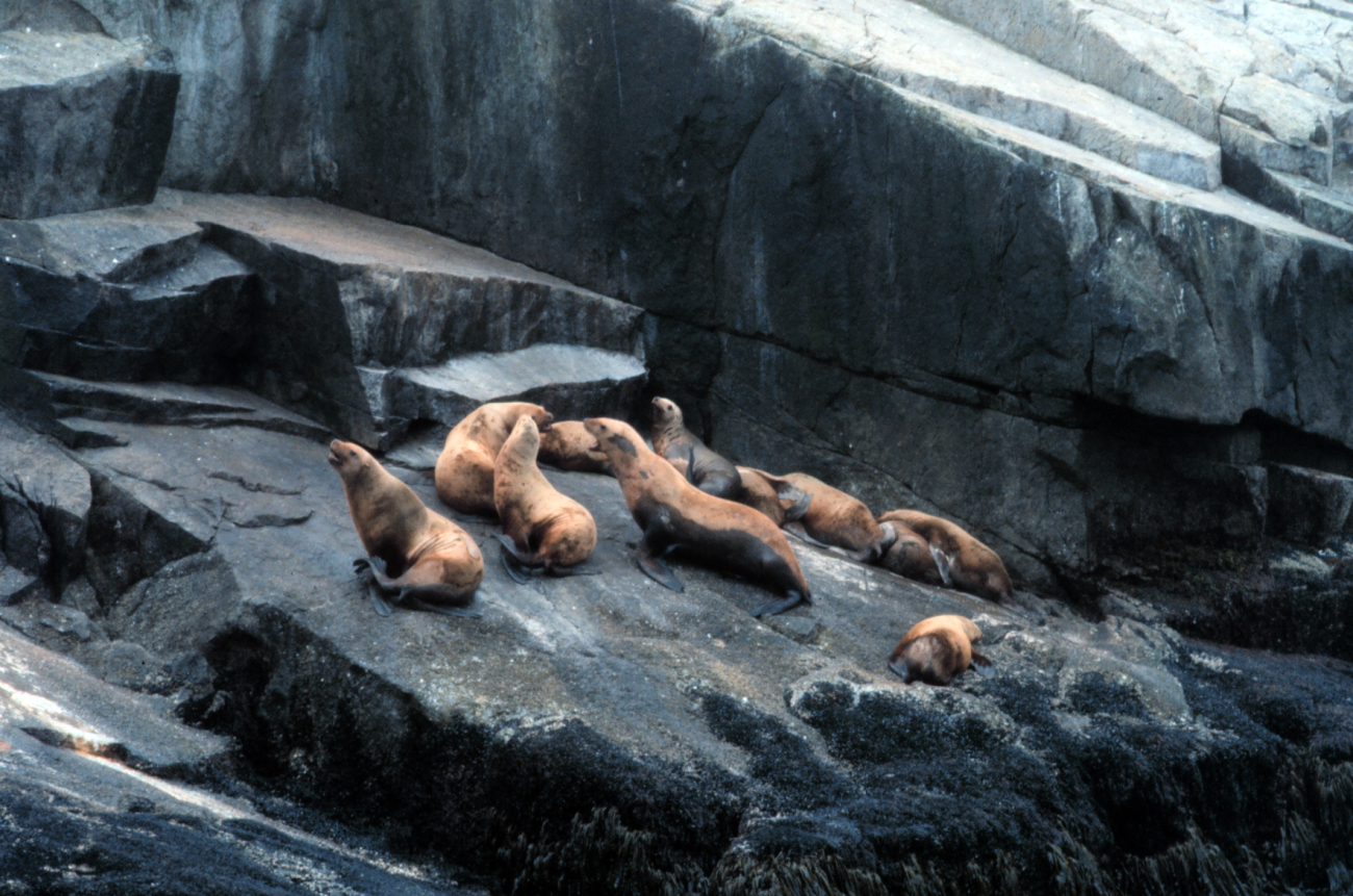 A minor dispute among sea lions