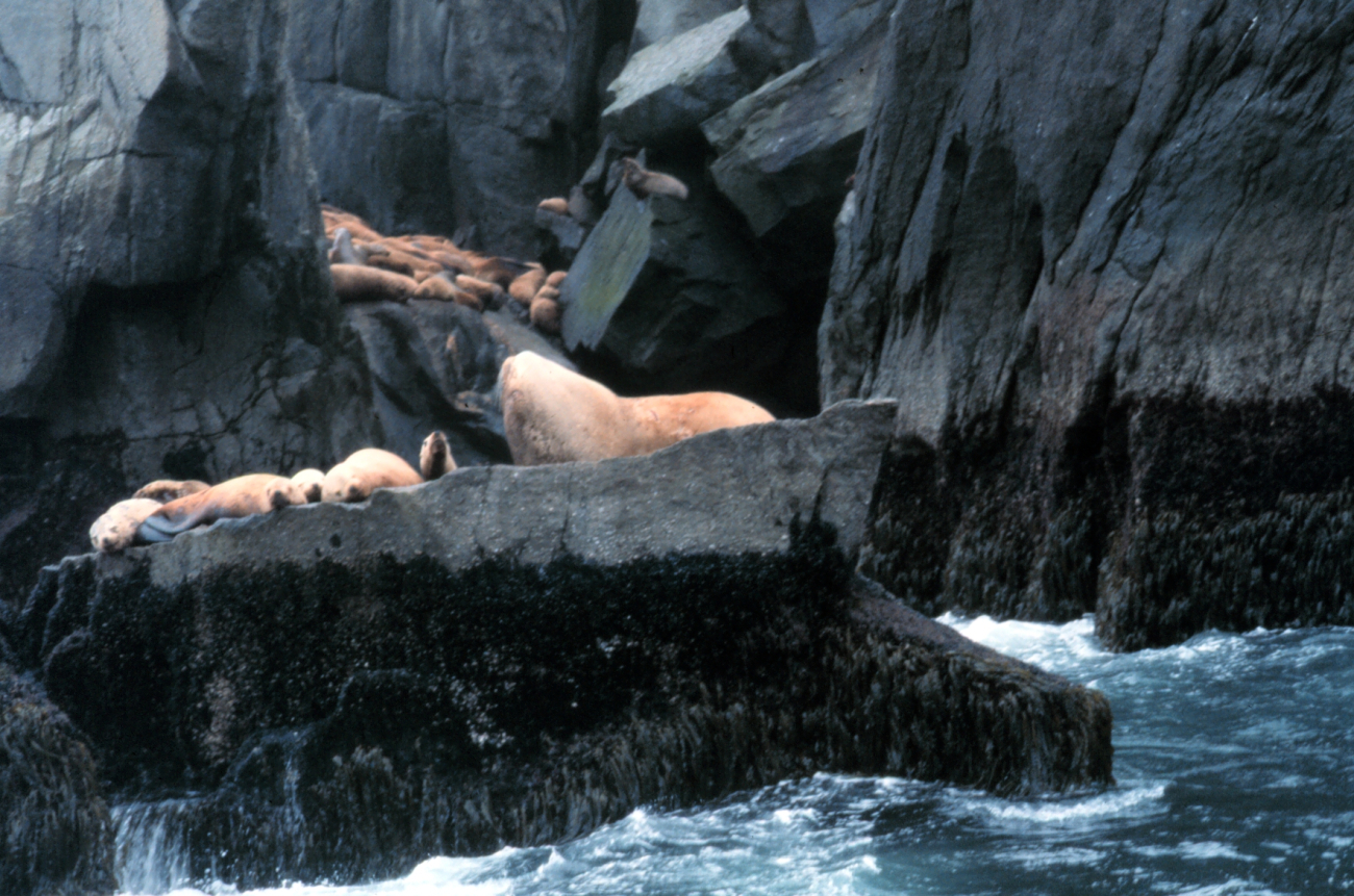 A large bull sea lion stands guard over his harem