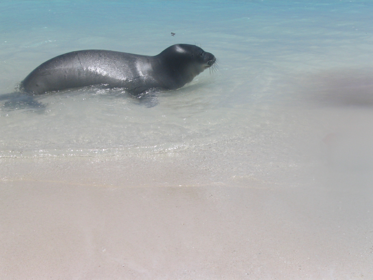 Hawaiian monk seal - Monachus schauinslandi 