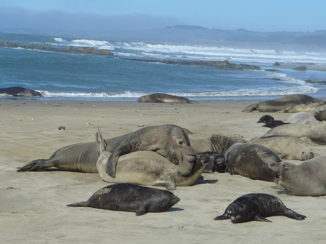 Large male elephant seal claiming rights to his harem