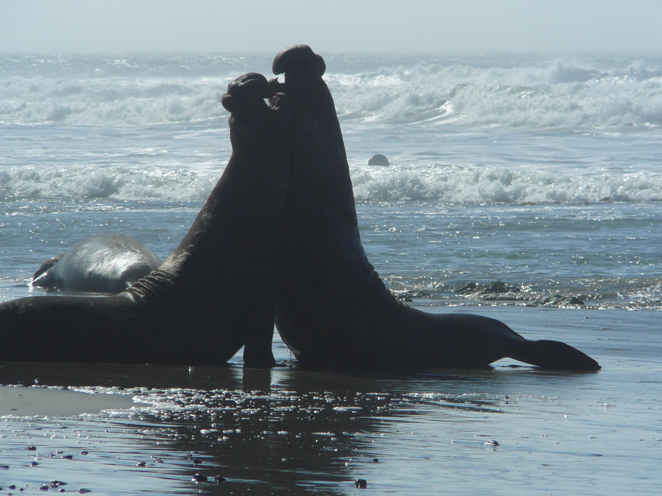 Adult male elephant seal battling for territory and reproductive rights withfemales which they gather into harems