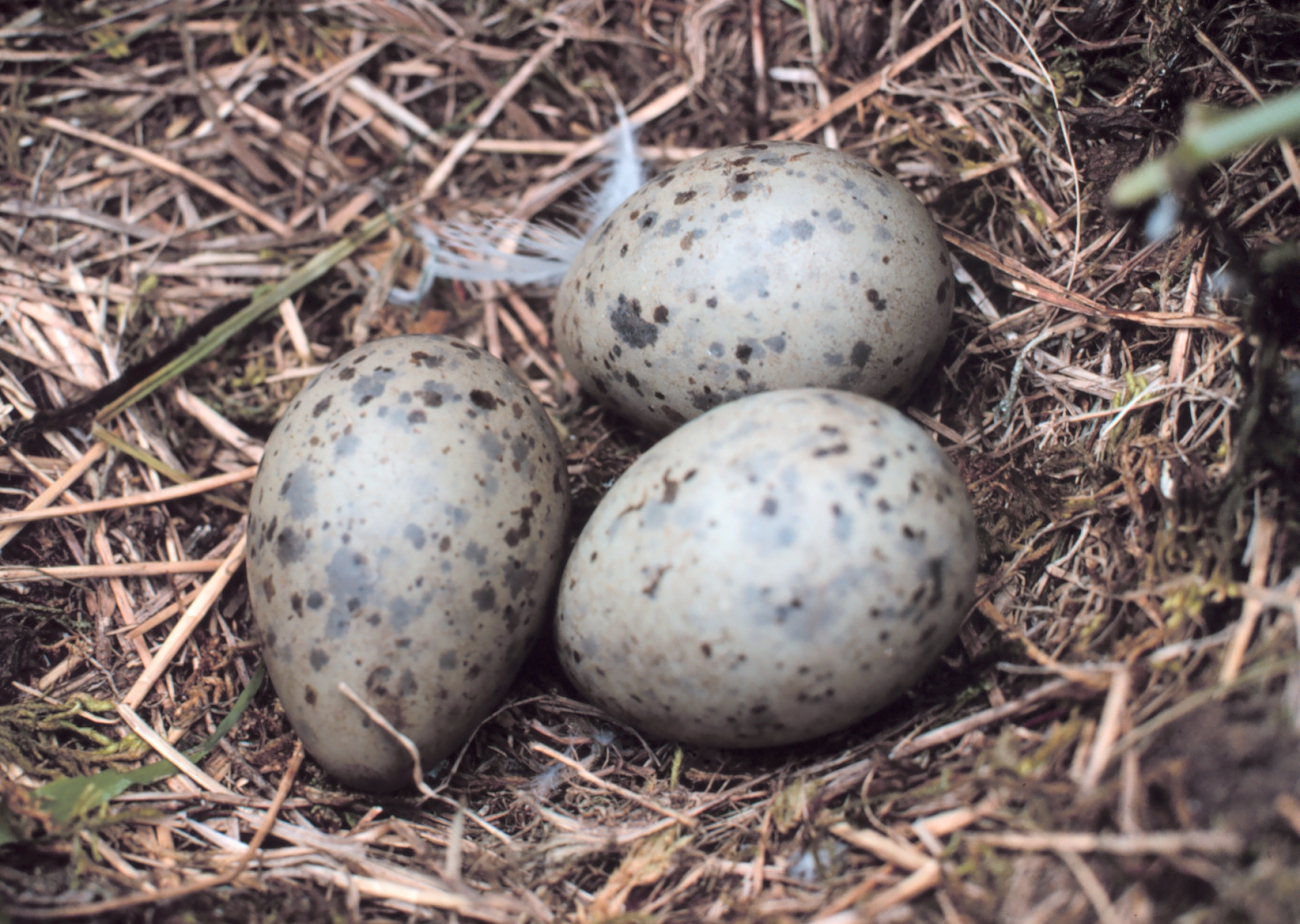 Closeup of spotted gull eggs