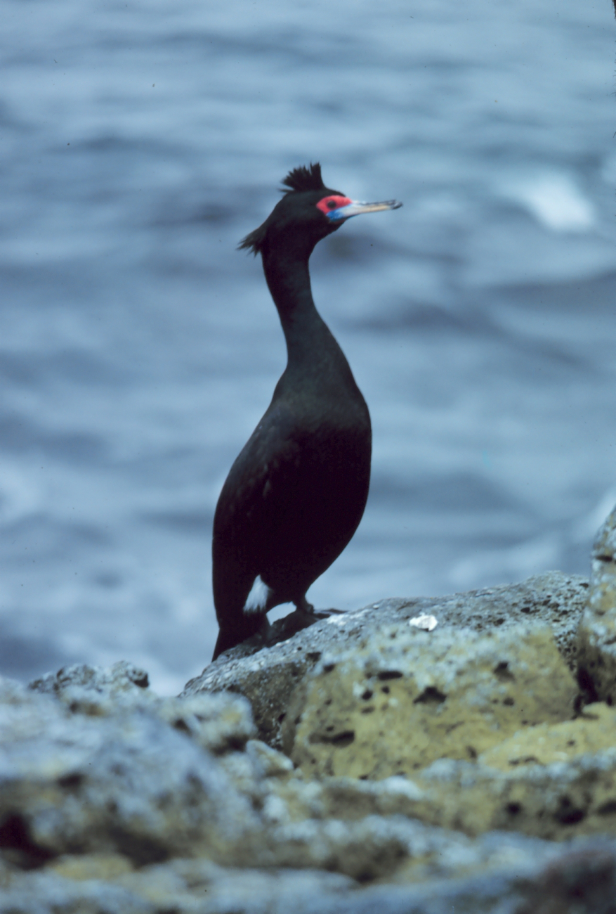 Side view of a red-faced cormorant