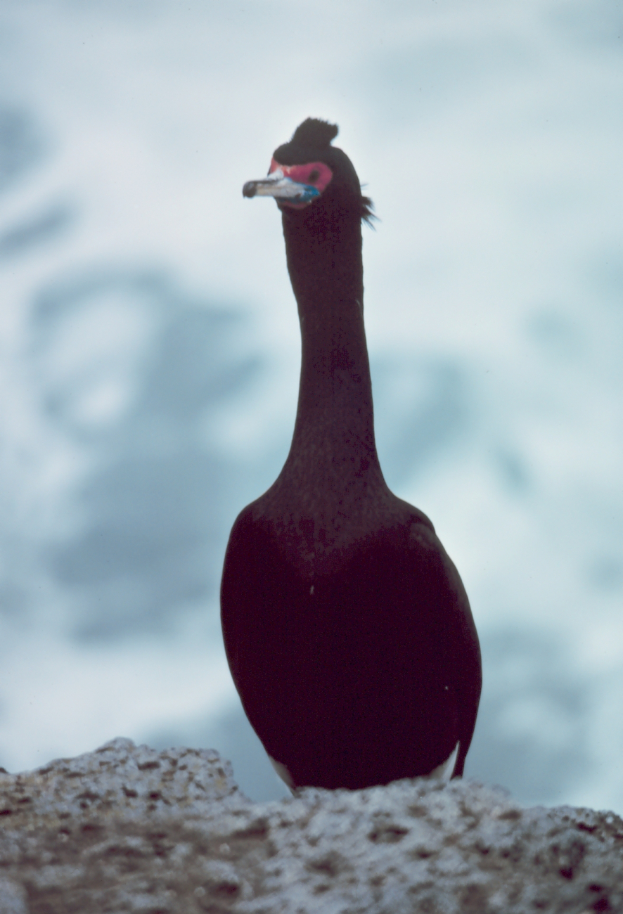 Front view of a red-faced cormorant