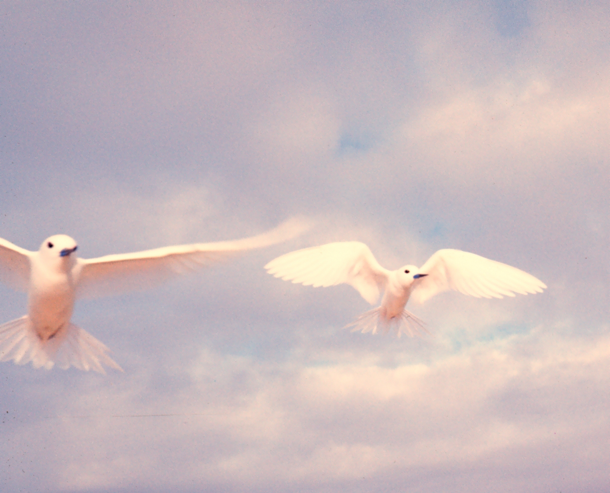 White terns or fairy terns, Gygis alba, in flight