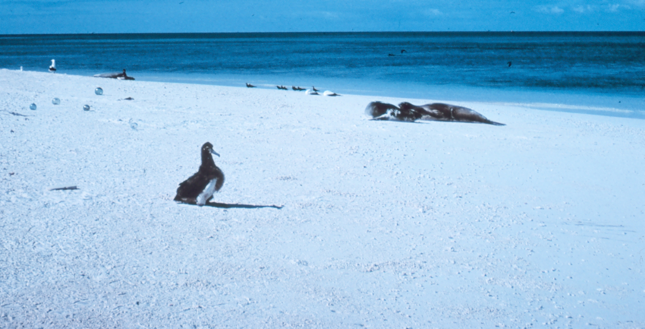 Albatross chick, monk seals and Japanese glass fishing floats