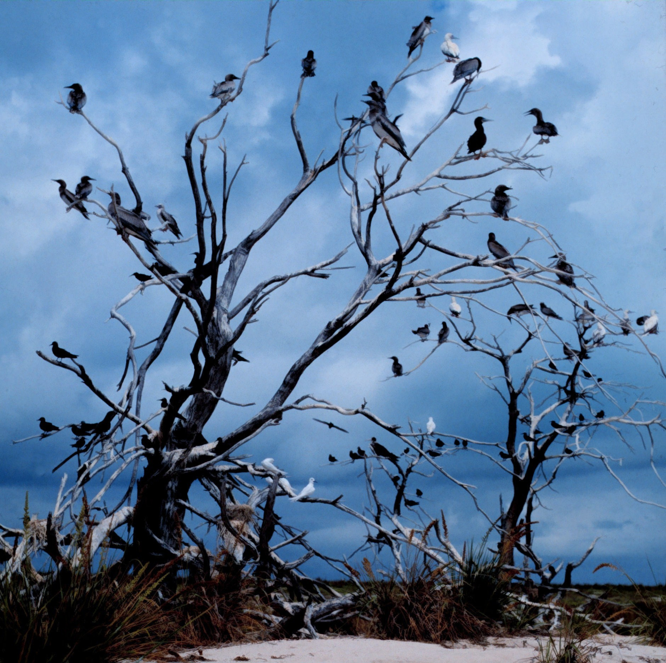 Multiple tropical marine bird species using available remains of trees forperching