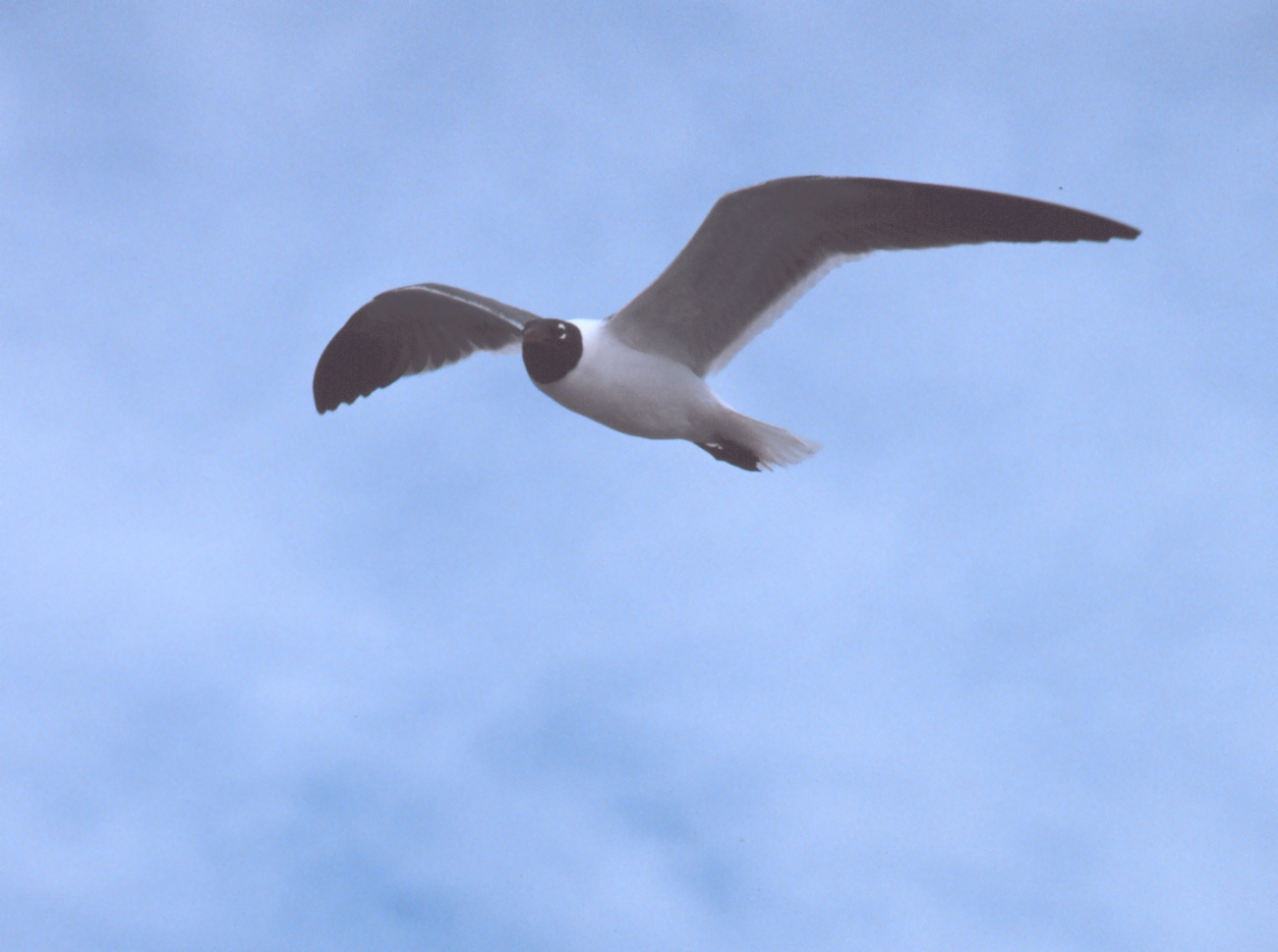 A laughing gull rides the wind over the NOAA Ship FERREL