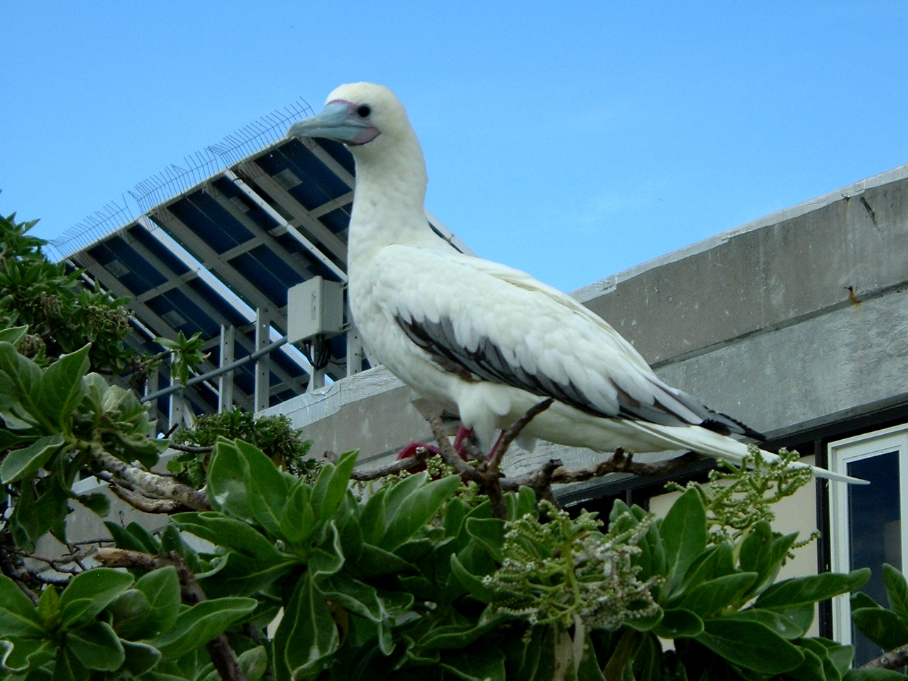 A red-footed booby