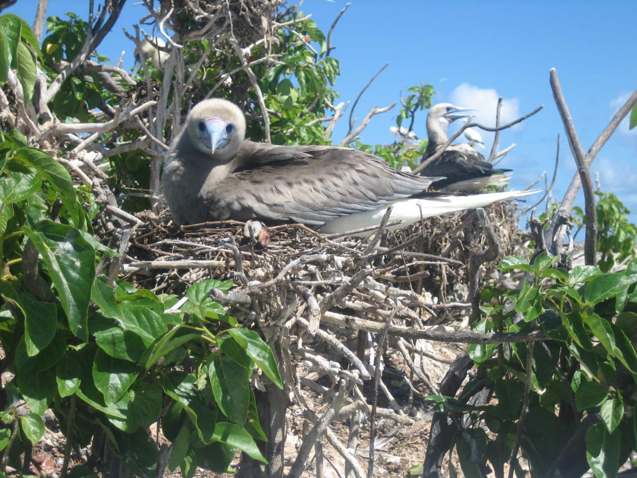 Booby chick that has nearly outgrown the nest