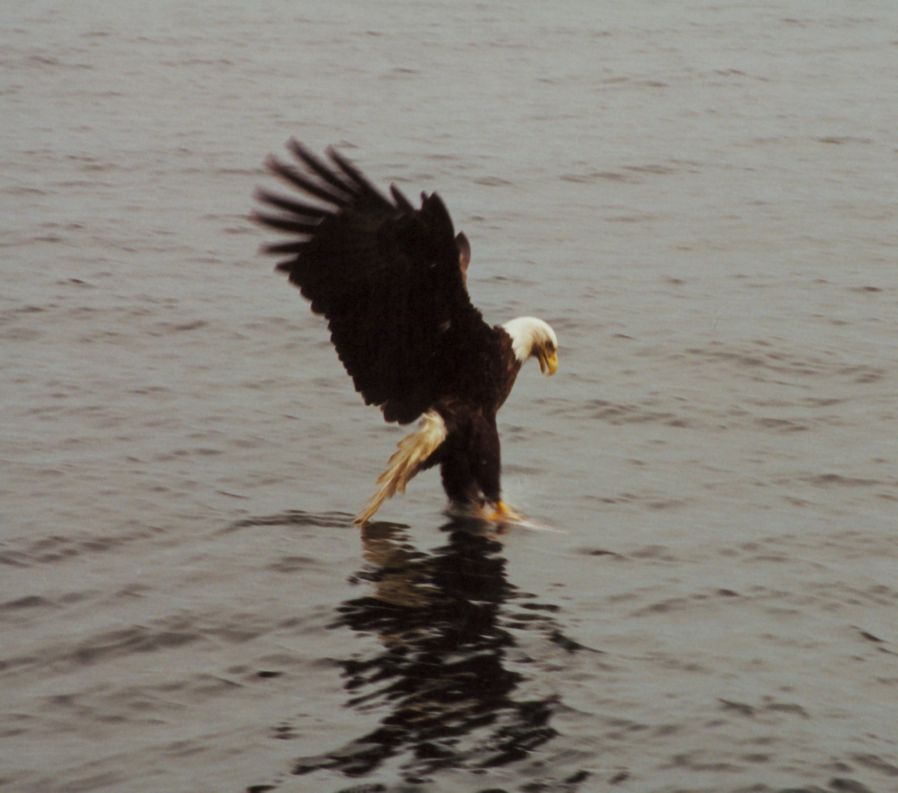 Bald eagle catching dinner