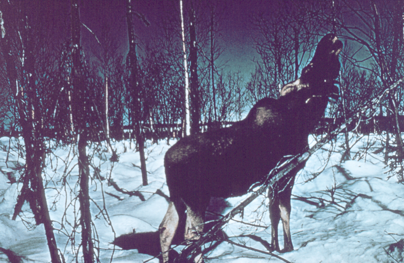 Moose - Alces alces gigas - the largest of the deer family