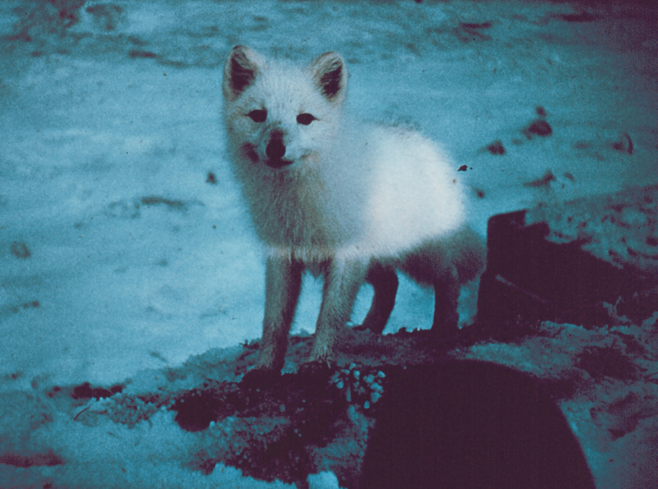 An Arctic fox - Alopex lagopus