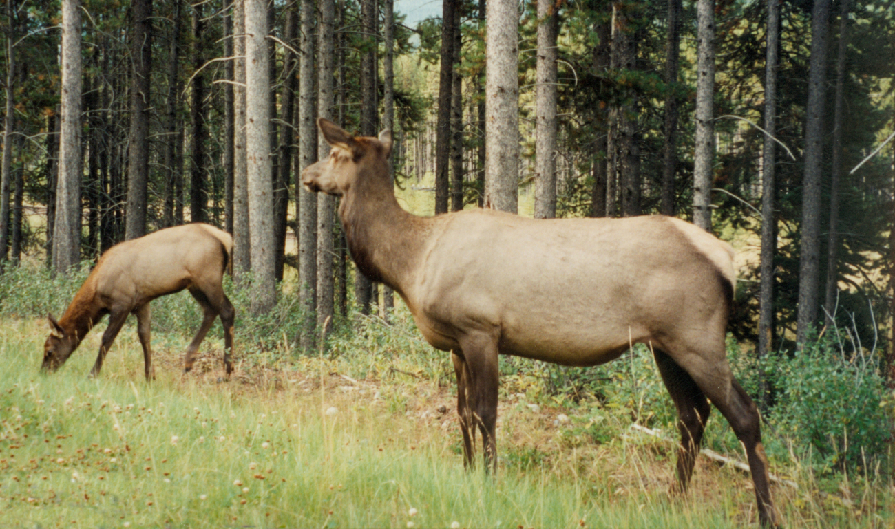 Cow elk and calf