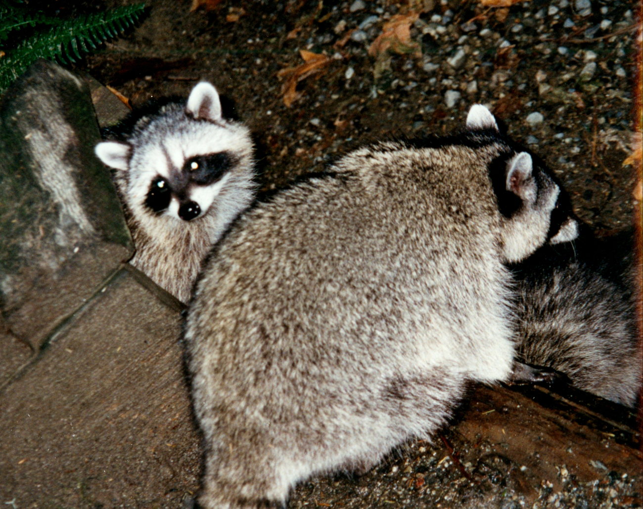 Raccoons (Procyon lotor)