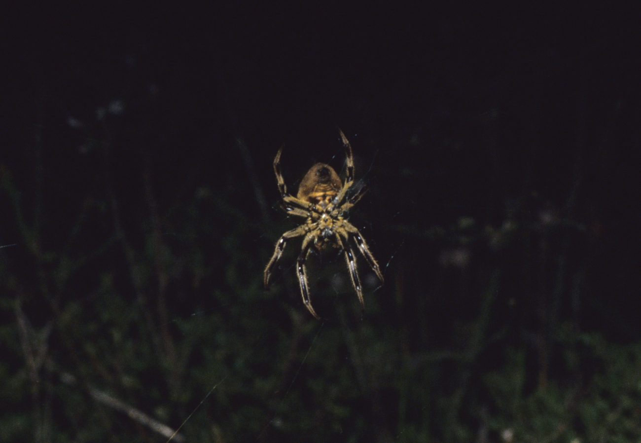 A large yellow and black spider