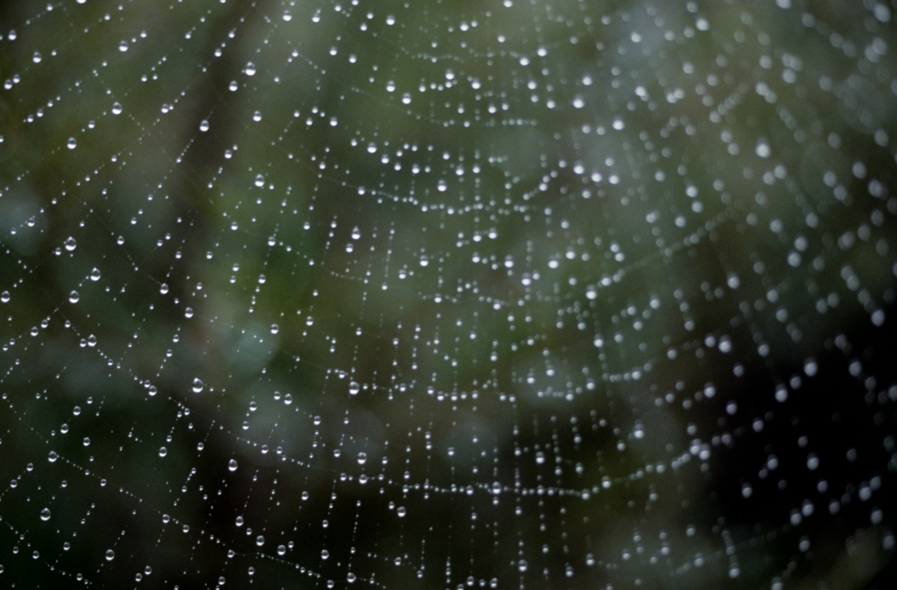 A dew-covered spider web