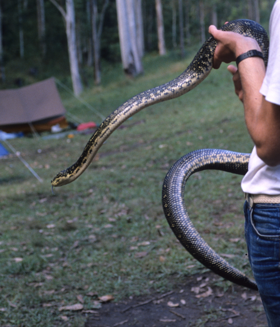 A large constricting snake