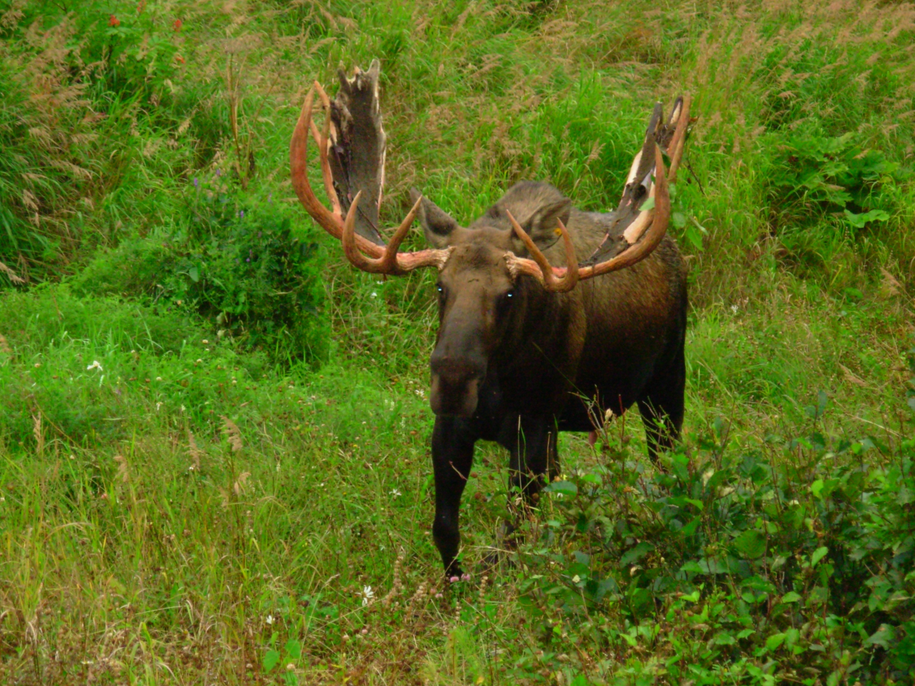Bull moose still having velvet on antlers