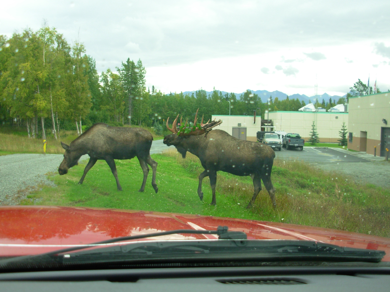 Moose have the right-of-way